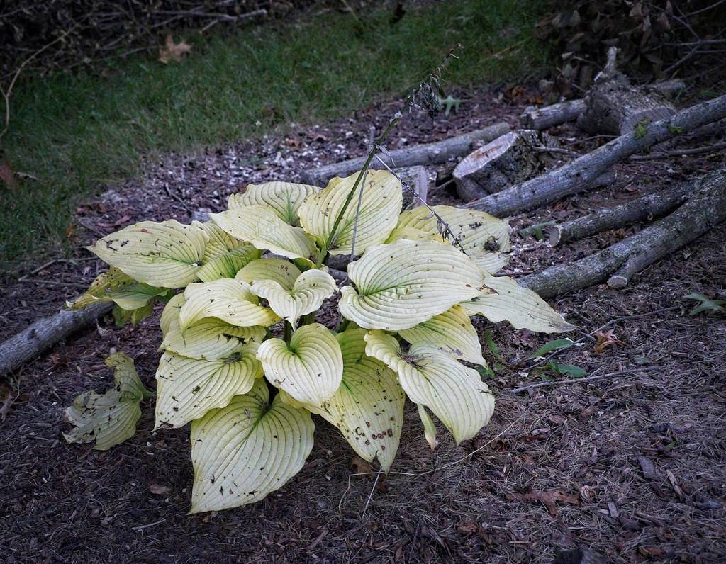 Hosta 'White Feather' displaying leaves with vivid green centers and white edges