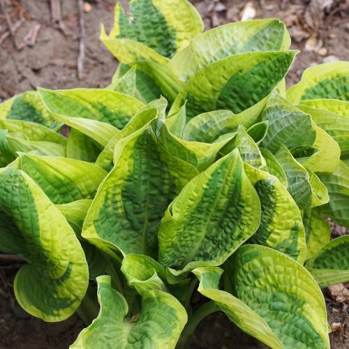 Hosta 'Wide Brim' showcasing foliage with wide, creamy yellow margins surrounding deep green centers