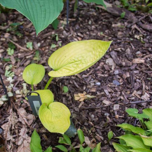 Hosta 'Zounds' showcasing foliage with broad, heart-shaped leaves in shades of green and lime green