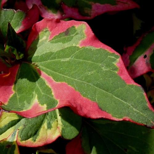 Pink-green leaves with pink blades, yellow midrib and veins.