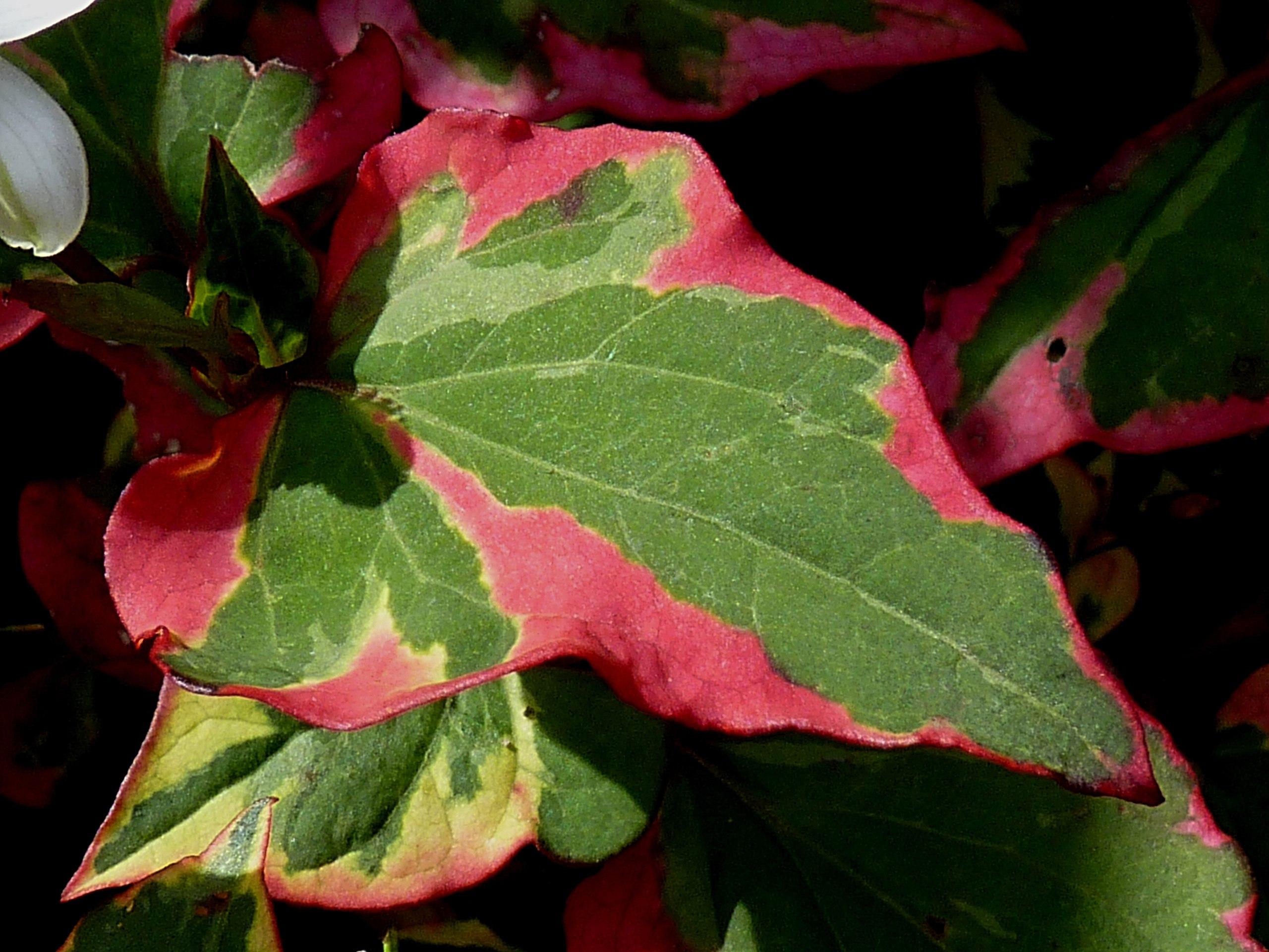 Pink-green leaves with pink blades, yellow midrib and veins.