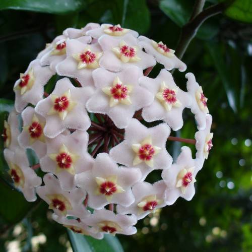 white flowers with red-cream center, green leaves and burgundy stems