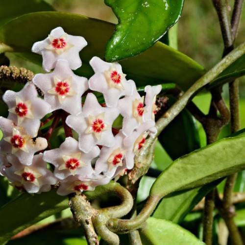 white flowers with red-cream center, lime-green leaves and olive stems