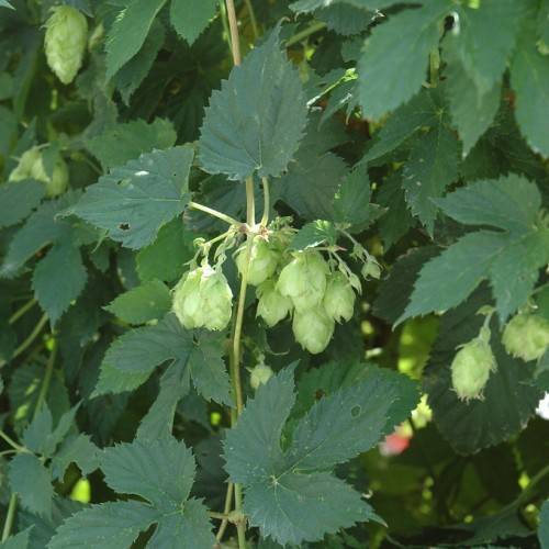 Common hop (Humulus lupulus) showing its cone-shaped lime green flowers, hanging from vine and dark green serrated leaves