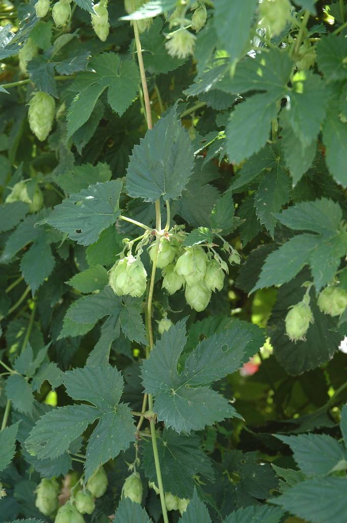 Common hop (Humulus lupulus) showing its cone-shaped lime green flowers, hanging from vine and dark green serrated leaves