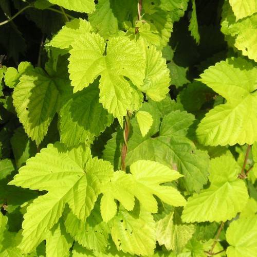 Common hop (Humulus lupulus 'Aureus'), showcasing golden green or yellow-gold heart-shaped leaves 