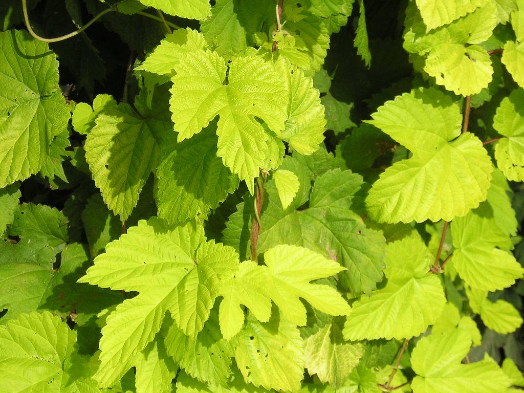 Common hop (Humulus lupulus 'Aureus'), showcasing golden green or yellow-gold heart-shaped leaves 