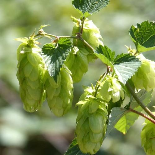 Lime fruits with green leaves, green-brown stems, yellow midrib and veins,