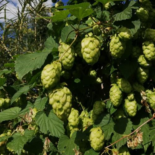Lime fruits with green leaves, and green-brown stems,