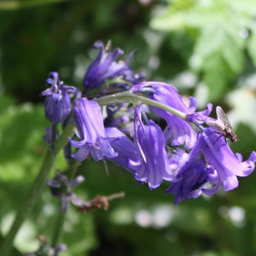 Violet flowers with dark-green stems.