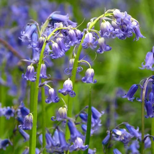 Violet-white flowers with lime petiole, violet stipules, lime stems and green leaves.