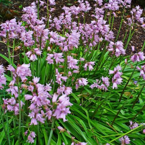 Lavender flower with brown-lavender buds, yellow petiole, green leaves and stems