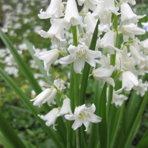 White flowers with lime petiole, white stigma, white style, yellow anthers, white filaments, lime stipules, green leaves and stems.