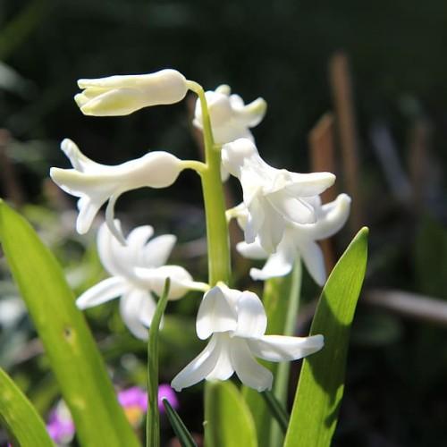 White flowers with lime stems and leaves.