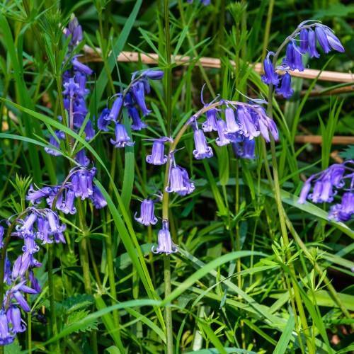 Cluster of English bluebell flowers (Hyacinthoides non-scripta) with deep blue bell-shaped petals hanging from slender green stems, surrounded by long, narrow green leaves