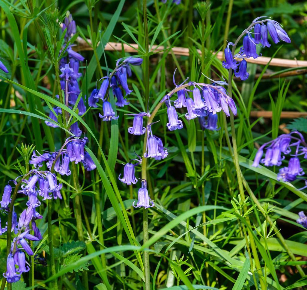 Cluster of English bluebell flowers (Hyacinthoides non-scripta) with deep blue bell-shaped petals hanging from slender green stems, surrounded by long, narrow green leaves