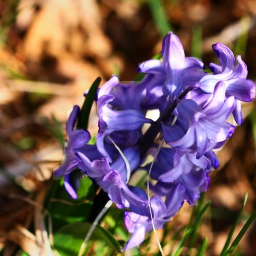 Violet flowers with green leaves.