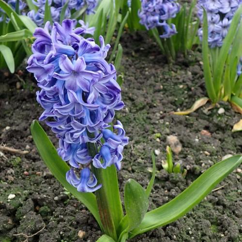 Violet-white flowers with dark-blue petiole , green stem and leaves