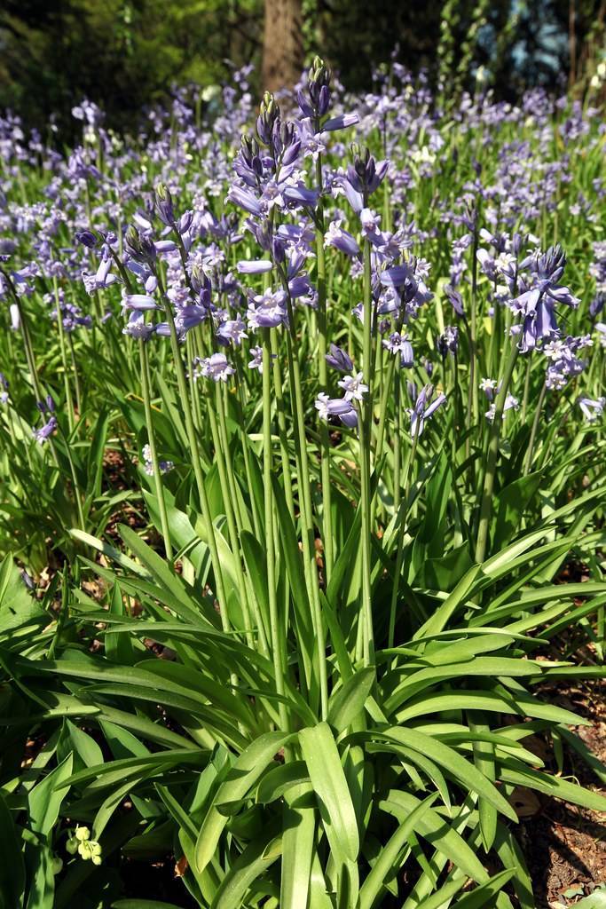 Cluster of Common hyacinth flowers (Hyacinthus orientalis) in purple and white, accompanied by vibrant green leaves