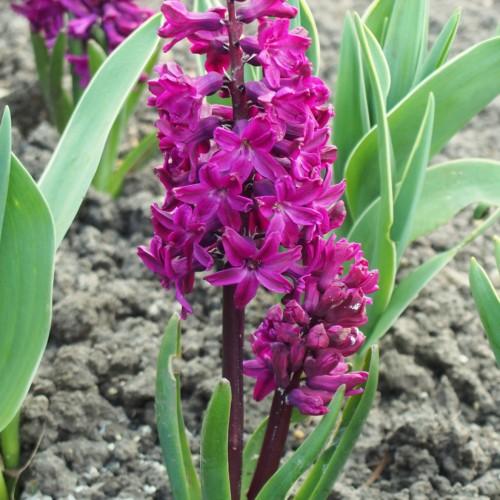 Purple flowers and stems, yellow anthers and green leaves.
