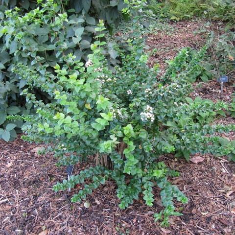  dark-green leaves and green stem and white flowers.