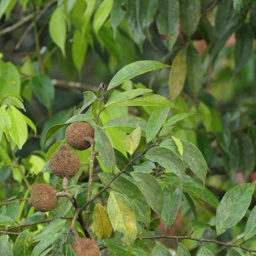 Hydnocarpus anthelminthicus fruit with a spiky exterior, resembling a small brown football, covered in thorny projections with green leaves