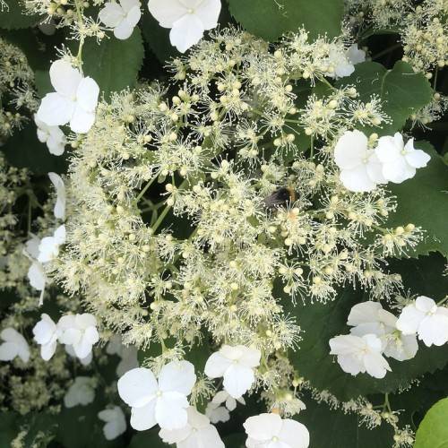 Climbing Hydrangea anomala with white flowers and cream feathery blooms against green leaves
