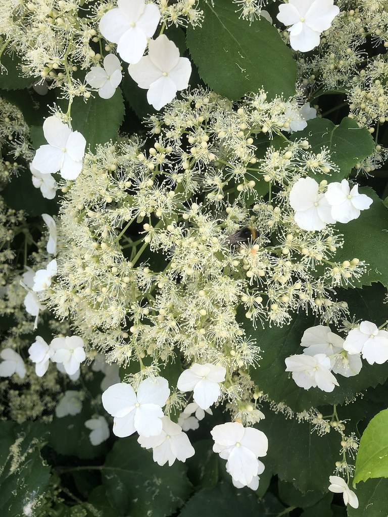 Climbing Hydrangea anomala with white flowers and cream feathery blooms against green leaves