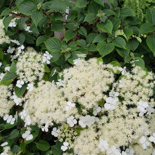 Climbing Hydrangea anomala subsp. petiolaris - Vining plant with abundant white to cream flowers and green leaves