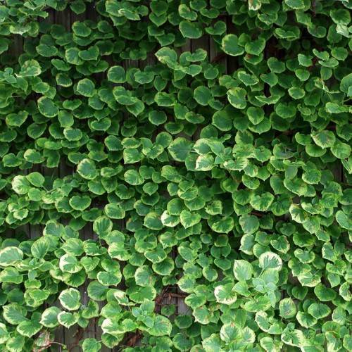 Climbing Hydrangea anomala subsp. petiolaris - vine with heart-shaped, deep green, cream variegated leaves
