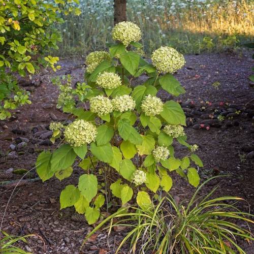 Smooth Hydrangea arborescens with abundant white, lime green flowers clusters and serrated green leaves on brown stems