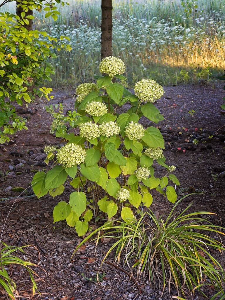 Smooth Hydrangea arborescens with abundant white, lime green flowers clusters and serrated green leaves on brown stems