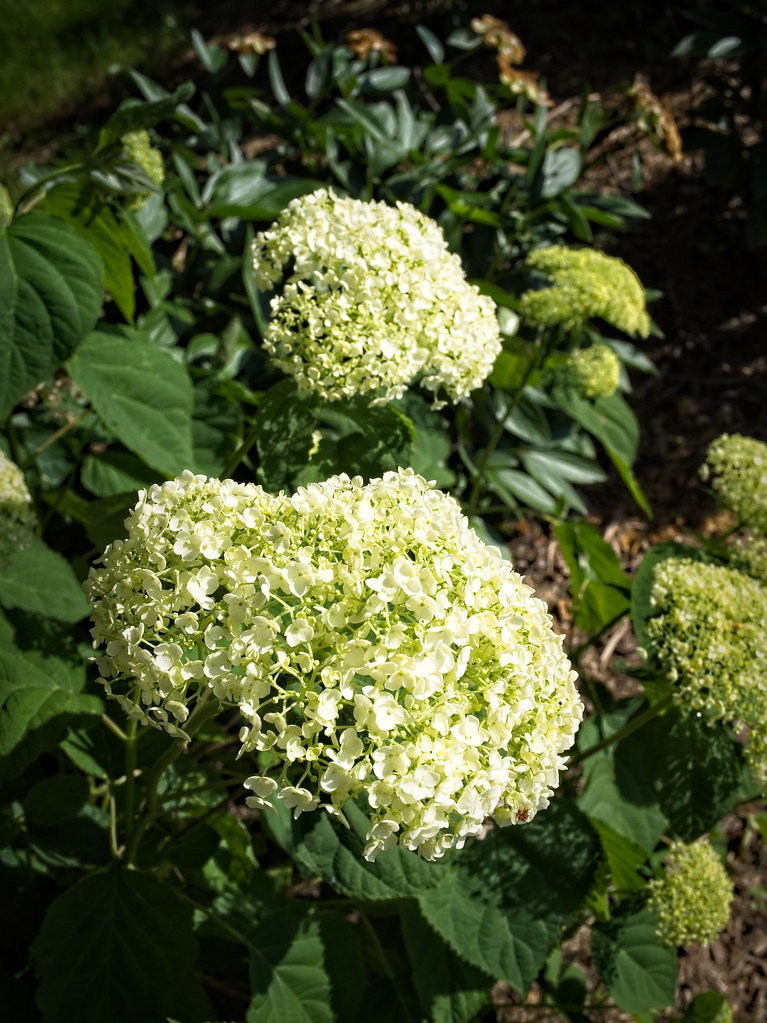Smooth Hydrangea 'Green Dragon' (Hydrangea arborescens) - white, yellow, lime green green flower clusters  and green leaves