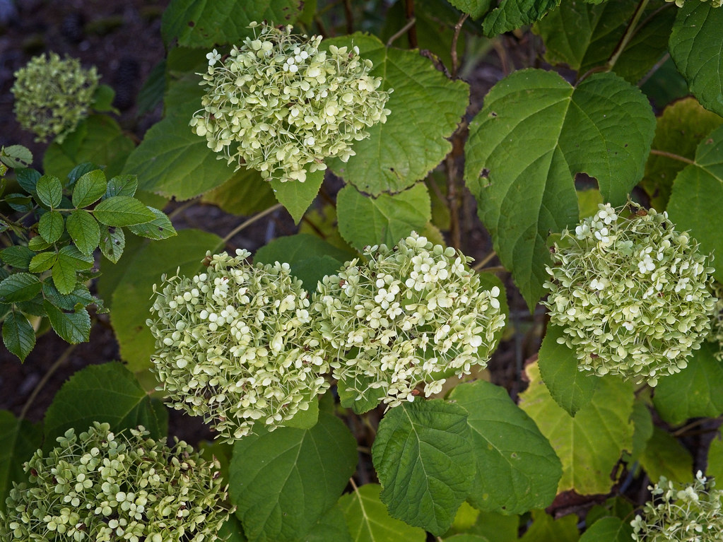 Smooth Hydrangea arborescens 'Green Dragon' - lime-green blossoms forming round clusters and green leaves