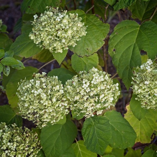 Lime-white flower with green leaves, light-brown petiole and stems, yellow midrib and veins.