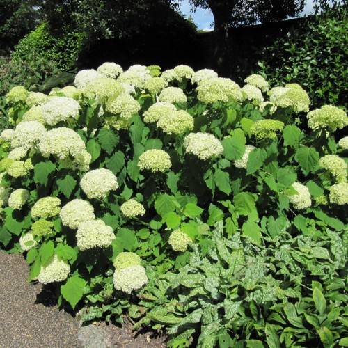 Smooth Hydrangea arborescens 'Grandiflora' shrub with Profusions of white blooms and green leaves