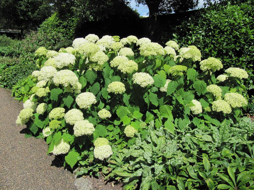 Smooth Hydrangea arborescens 'Grandiflora' shrub with Profusions of white blooms and green leaves 