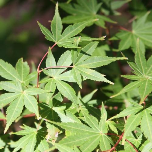 Japanese Maple is a tree with green leaves and red stems.