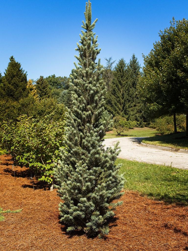 A plant with silver-green leaves on silver branches. 