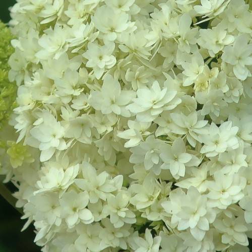 Smooth Hydrangea arborescens 'Hayes Starburst' - white or cream floral fireworks on an upright plant