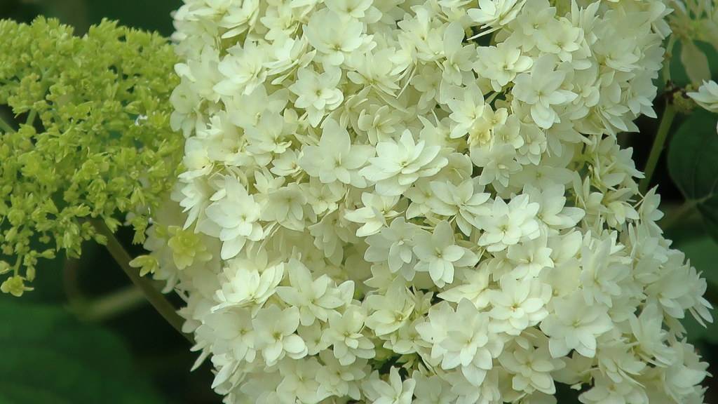 Smooth Hydrangea arborescens 'Hayes Starburst' - white or cream floral fireworks on an upright plant