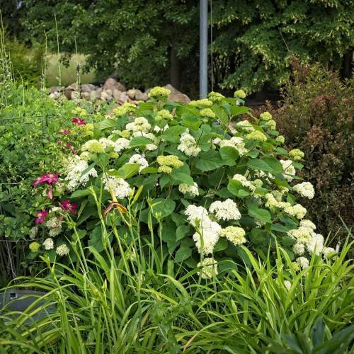 Smooth Hydrangea arborescens LIL ANNIE - Compact shrub with clusters of white blooms and green foliage