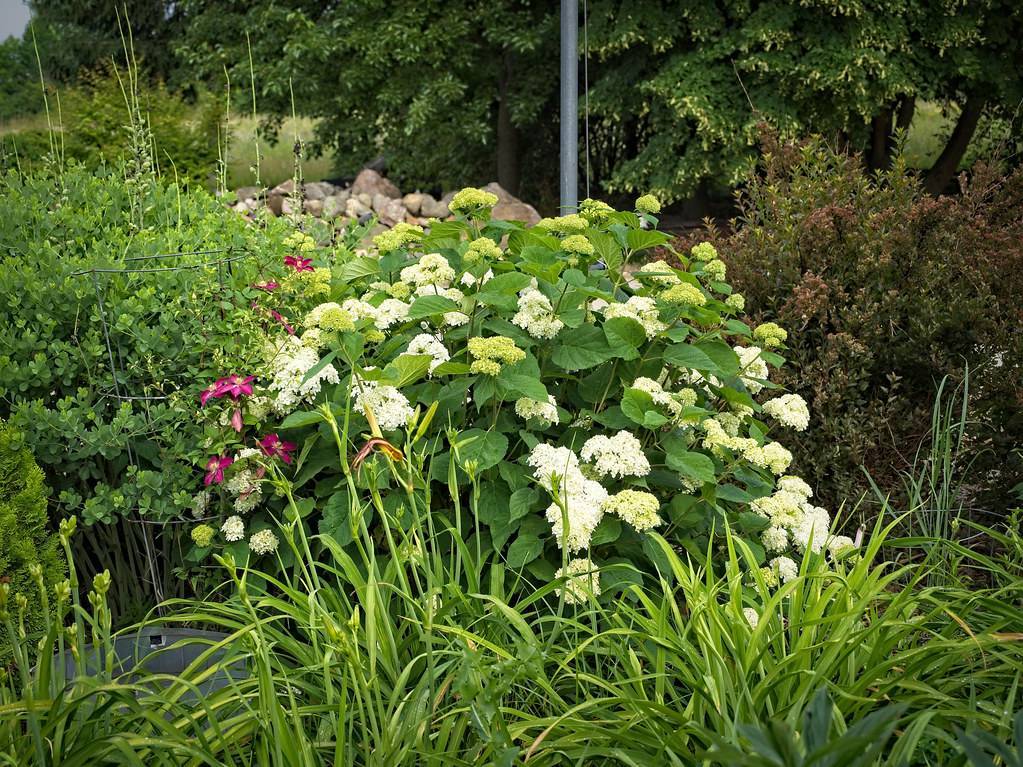 Smooth Hydrangea arborescens LIL ANNIE - Compact shrub with clusters of white blooms and green foliage