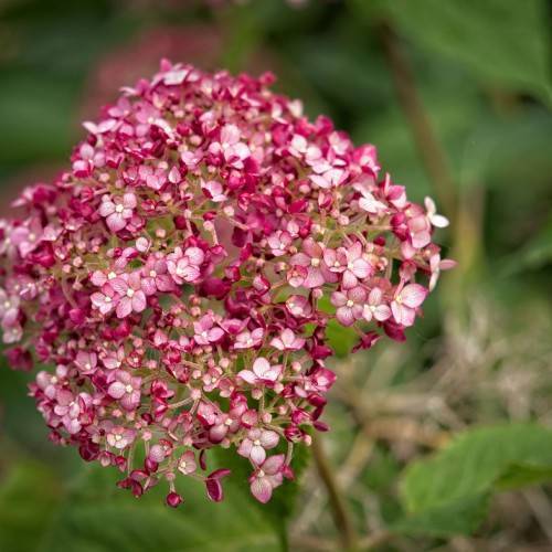 Smooth Hydrangea arborescens 'NCHA1' INVINCIBELLE SPIRIT - Large, pink white flower head on green-brown slender stem