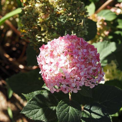 Smooth Hydrangea arborescens 'NCHA4' INCREDIBALL BLUSH - cluster of white-pink flowers and green leaves in sun light