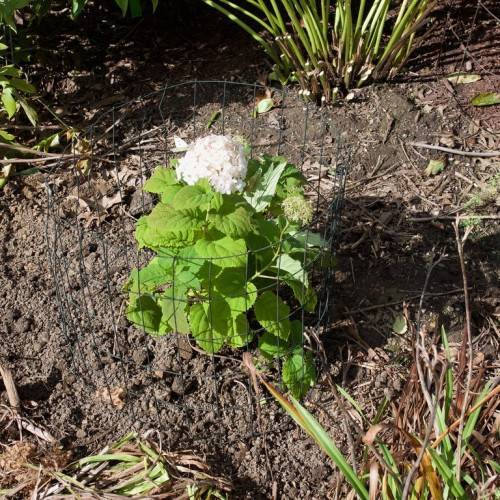 Smooth Hydrangea arborescens 'NCHA5' INVINCIBELLE WEE WHITE Showcasing immense round flower heads in pure white and green leaves