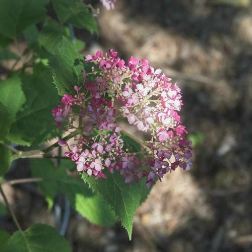 Smooth Hydrangea arborescens 'Ncha7' INVINCIBELLE MINI MAUVETTE Featuring small pink white lowers on branches with green leaves