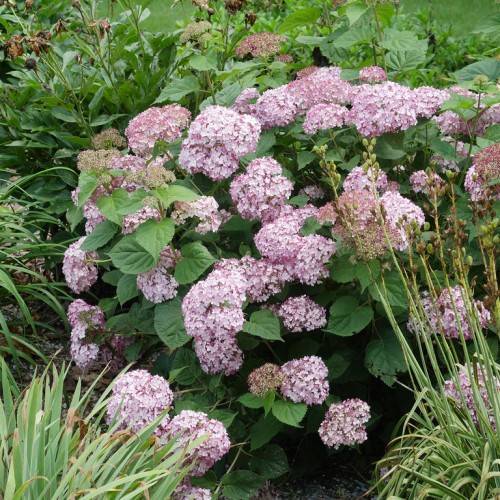 Smooth Hydrangea arborescens 'Piiha-I' ENDLESS SUMMER BELLA ANNA - Abundant clusters of purple-white flowers and green leaves on a smooth-textured shrub
