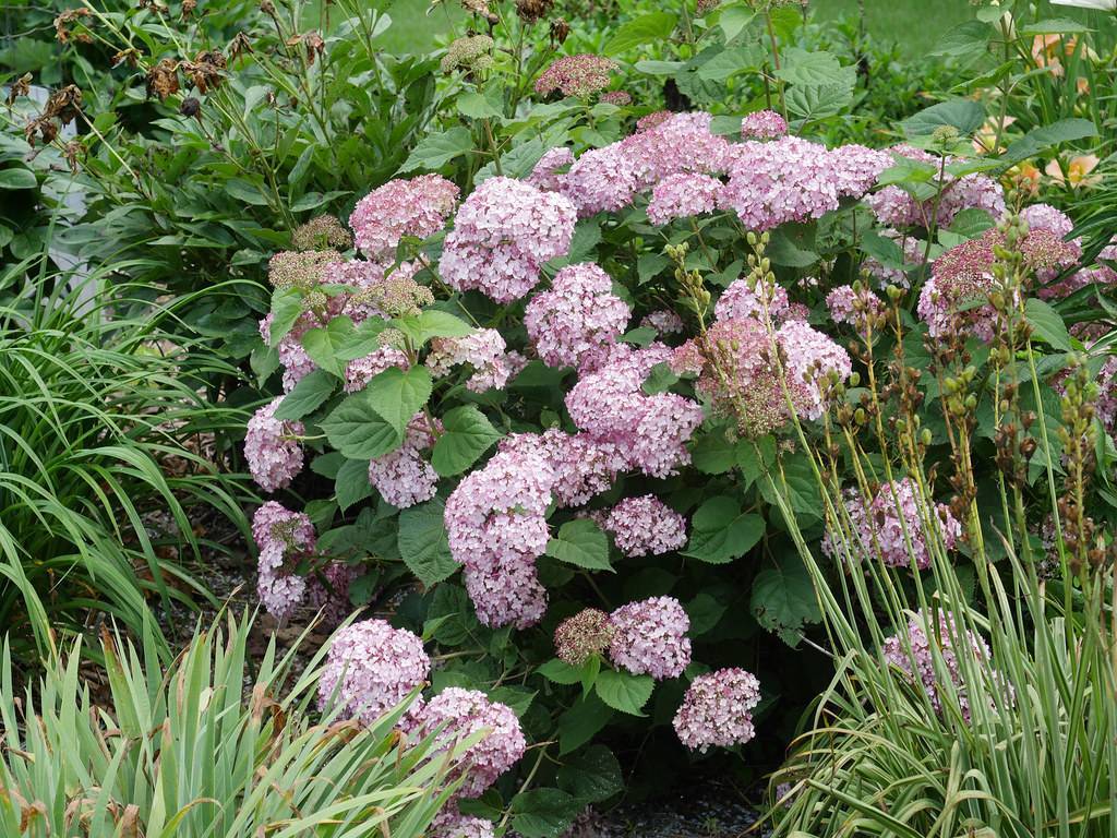 Smooth Hydrangea arborescens 'Piiha-I' ENDLESS SUMMER BELLA ANNA - Abundant clusters of purple-white flowers and green leaves on a smooth-textured shrub