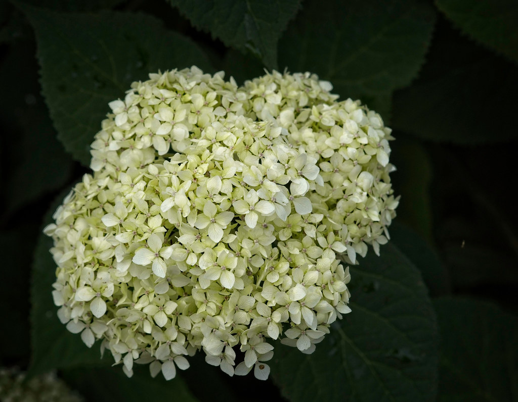 Smooth Hydrangea arborescens 'SMHAMWM' SEASIDE SERENADE BAR HARBOR - a large round cluster of abundant pale white flowers 